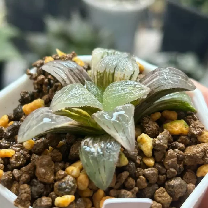 e201-60.webp Haworthia‘Red Lines’ Variegated - Image 1