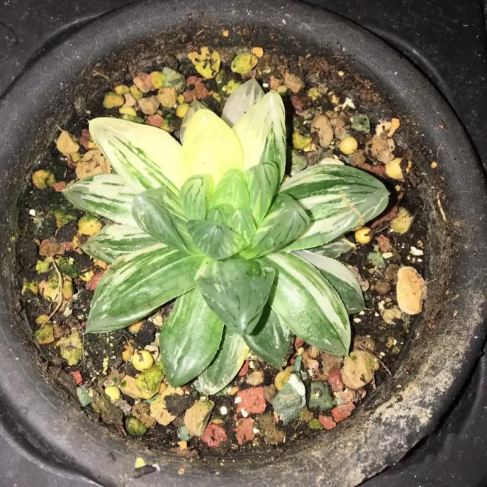 e201-61.webp Haworthia Hanabi Variegated - Image 1