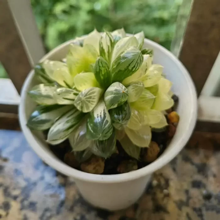 e201-63.webp Haworthia Cooperi sp Suzhou Variegated Double Head - Image 1