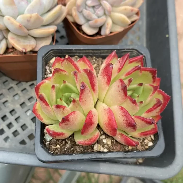 Echeveria Night Double Heads - Image 1