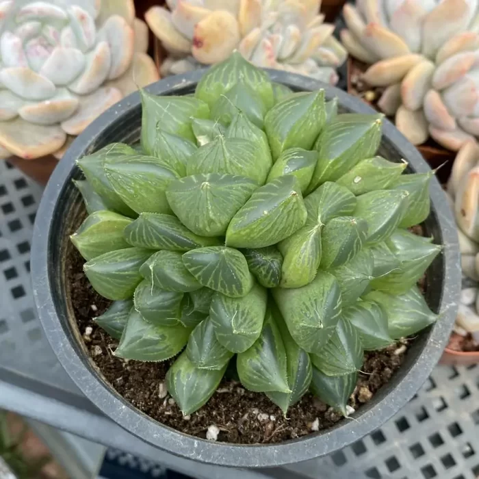 Haworthia "Sansenjyu" (obtusa x comptoniana) Clustering - Image 1