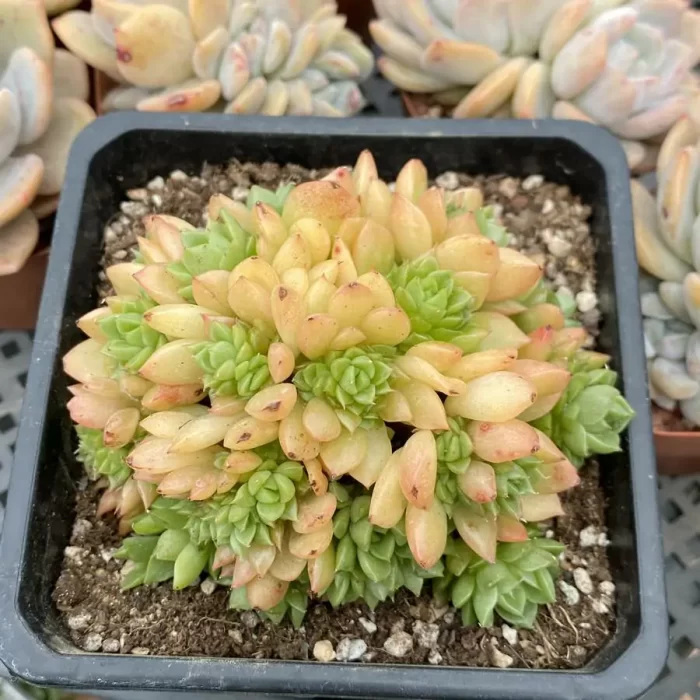 e201-8.webp Echeveria Red Wine Cristata - Image 1