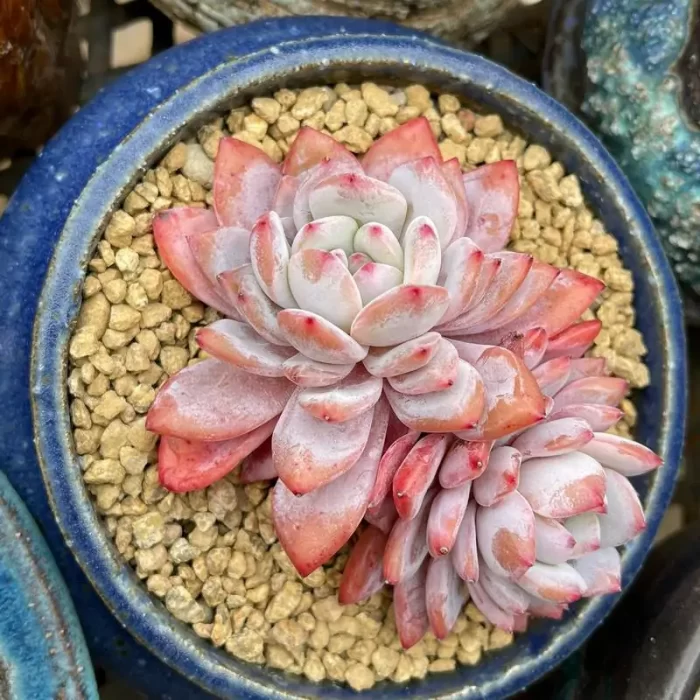 e201-82.webp Echeveria Star Orange Double Head - Image 1