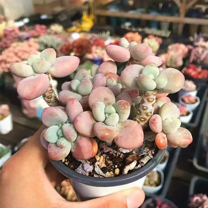 Graptosedum miul Clustering - Image 1