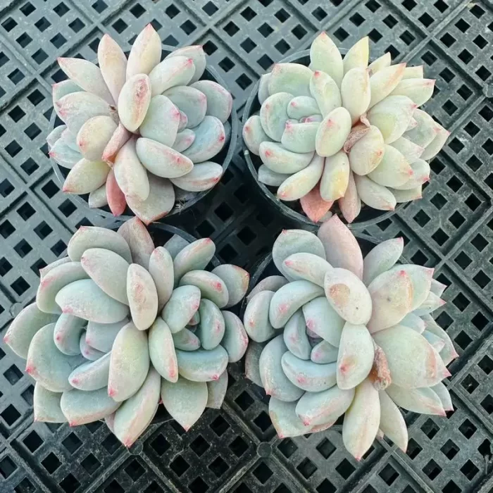 e201-85.webp Echeveria Monroe Doule Heads - Image 1