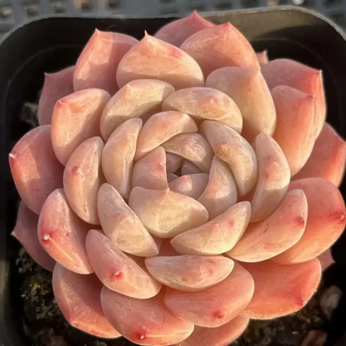 e201-86.webp Echeveria Hyalina x Orange Monroe - Image 1