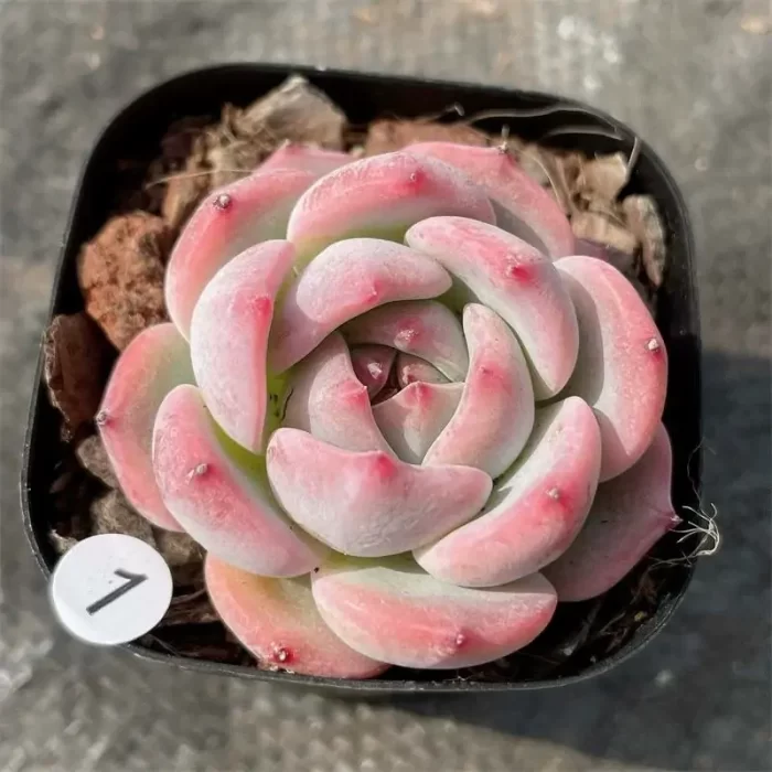 e201-87.webp Echeveria Peach Dream - Image 1