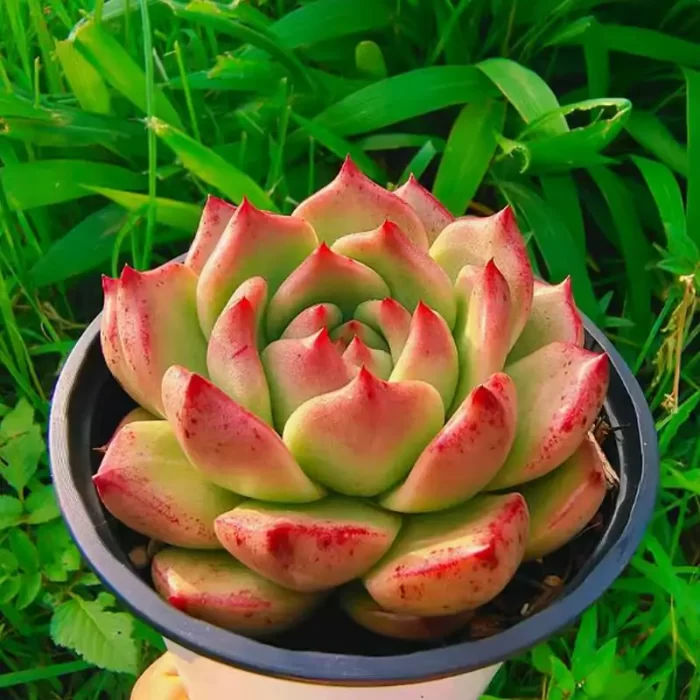 e201-88.webp Echeveria agavoides Lem. - Image 1