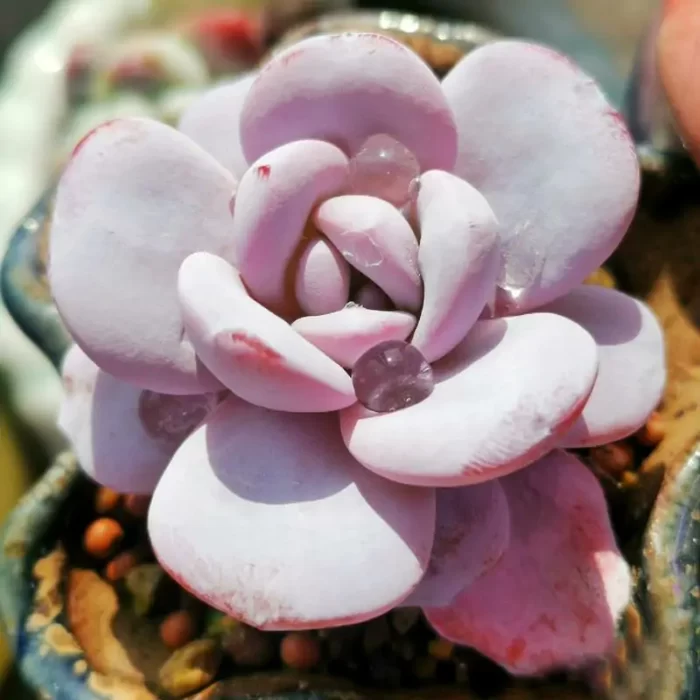 e201-89.webp Echeveria Laui - Image 1