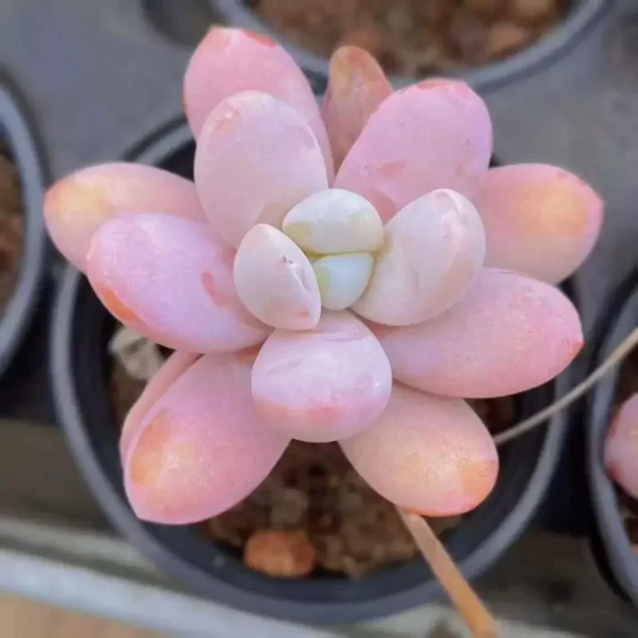 e201-91.webp Pachyphytum Snow beauty - Image 1
