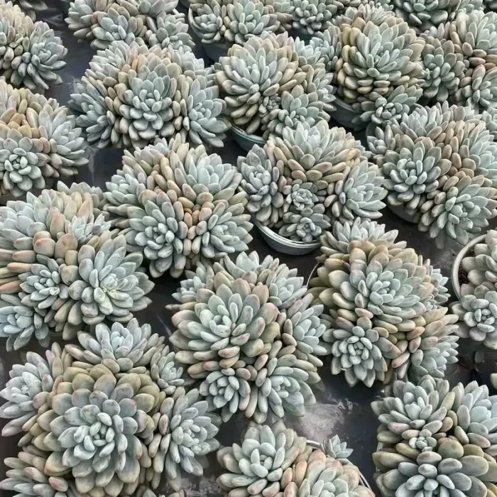 e201-92.webp Graptopetalum Perfume Clustering - Image 1