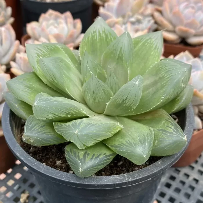 Haworthia Cooperi Devil - Image 2