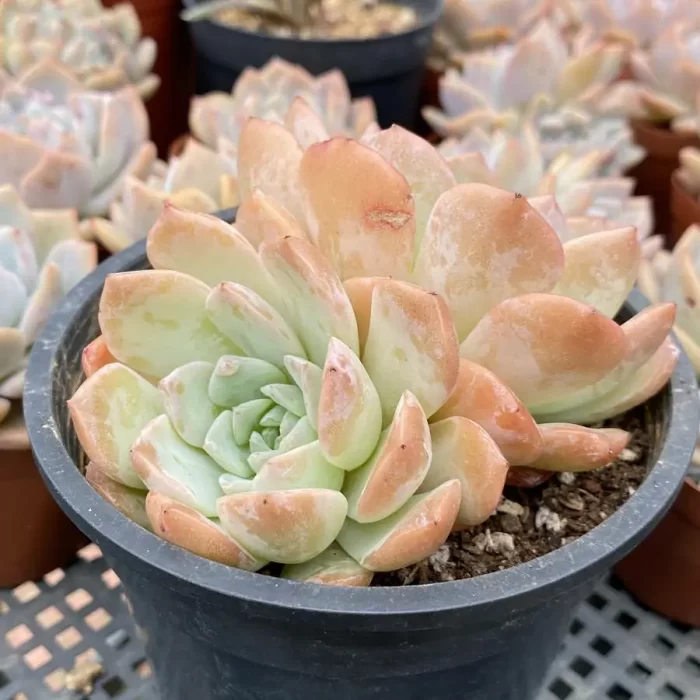 Echeveria Elly Queen Double Heads - Image 2