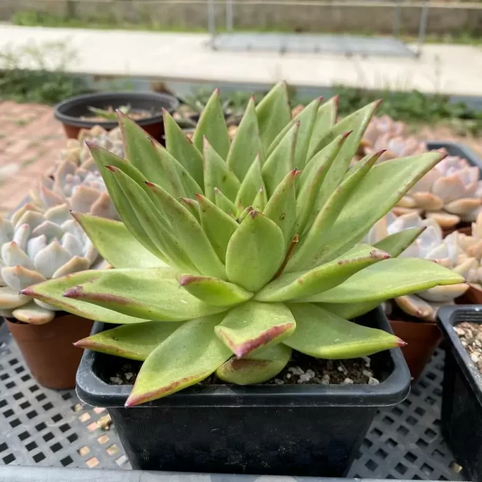 Echeveria Lipsticks - Image 2