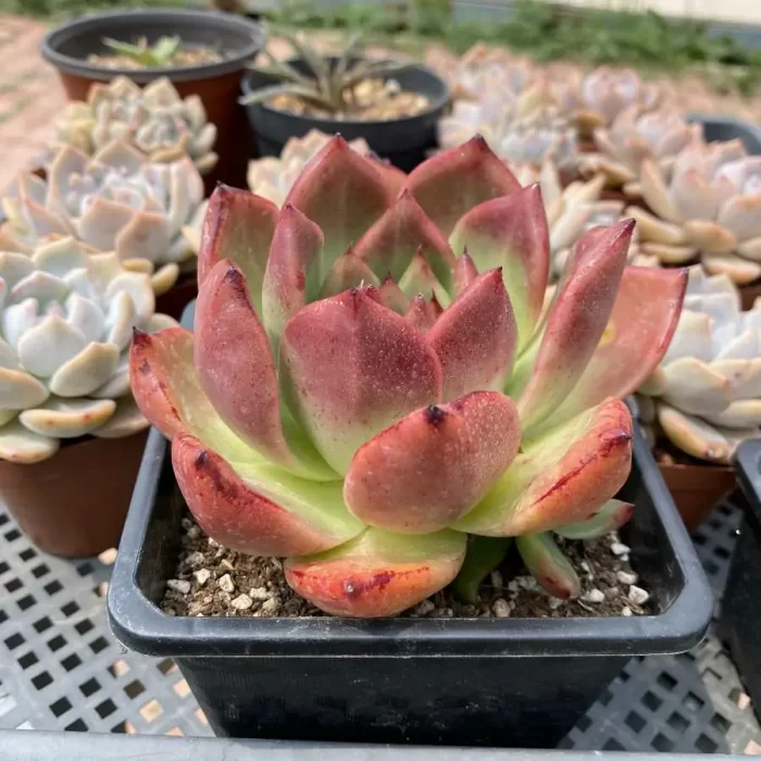 Echeveria Armstrong - Image 2