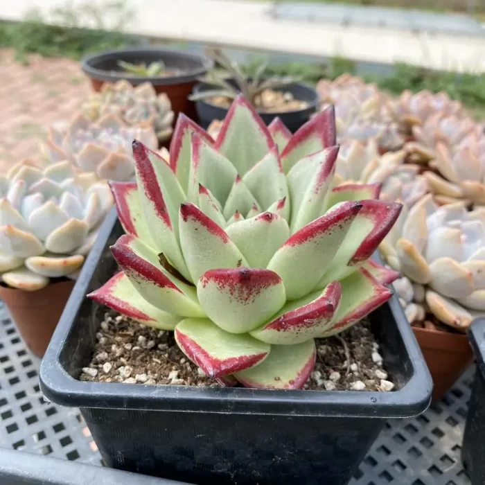 Echeveria agavoides Ebony - Image 2