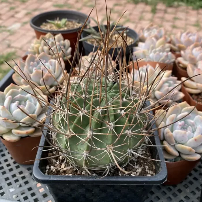 Cactus-Echinopsis ferox - Image 2