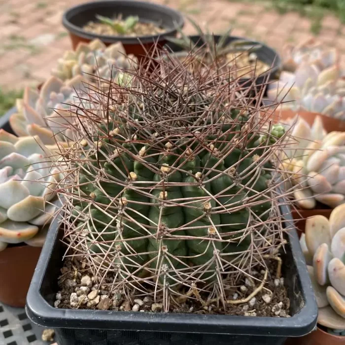 Cactus-Gymnocalycium schickendantzii - Image 2