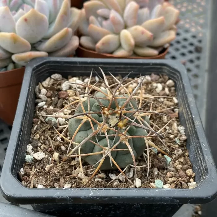 Cactus-EchinoCactus-Chaocupingwan - Image 2