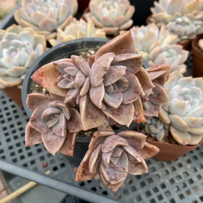 Echeveria Atropurpurea (Multi Heads Old Stem) - Image 2