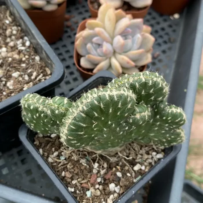 Cactus-Platycodon general embroidery - Image 2