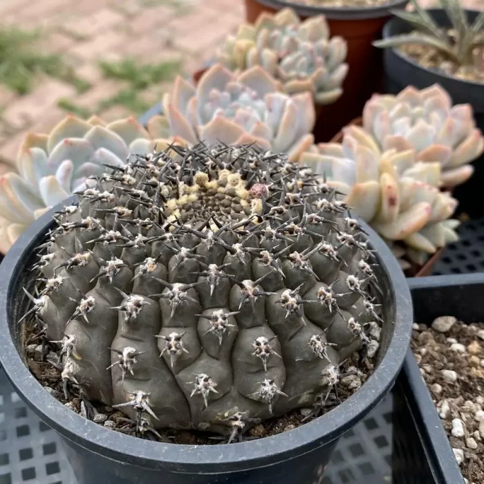 Cactus-Gymnocalycium  Black Thorn Crested - Image 2