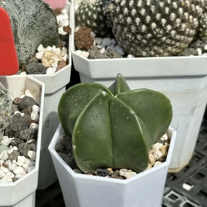 Cactus-Astrophytum myriostigma - Image 2