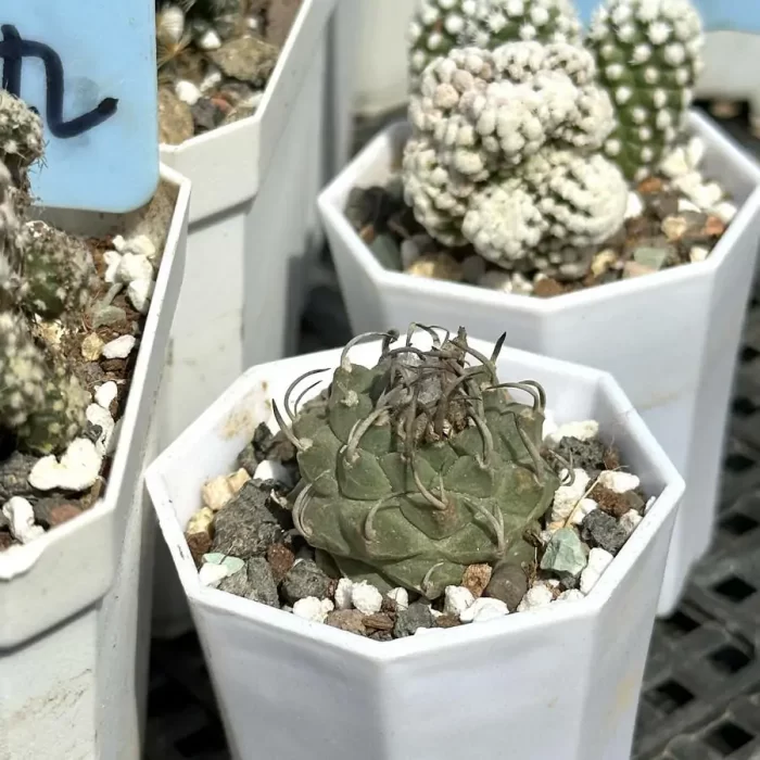 Cactus-Turbinicarpus klinkerianus - Image 2