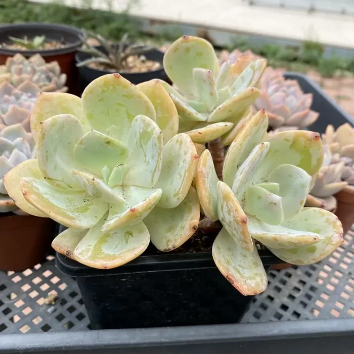 Echeveria Hakuhou Clustering (Old Stem) - Image 2