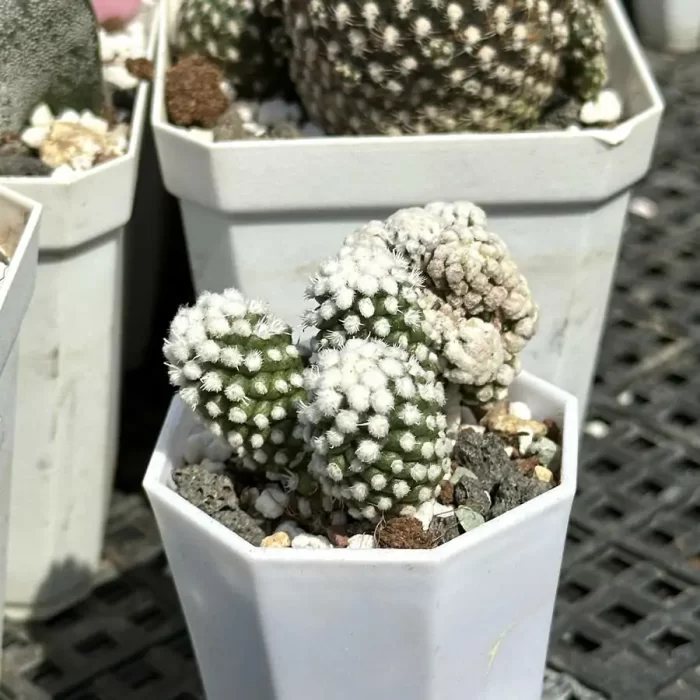 e202-40.webp Cactus-Mammillaria gracilis - Image 2