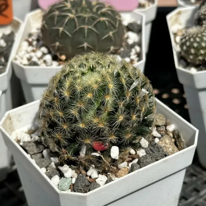 Cactus-Mammillaria schiedeana red flower - Image 2