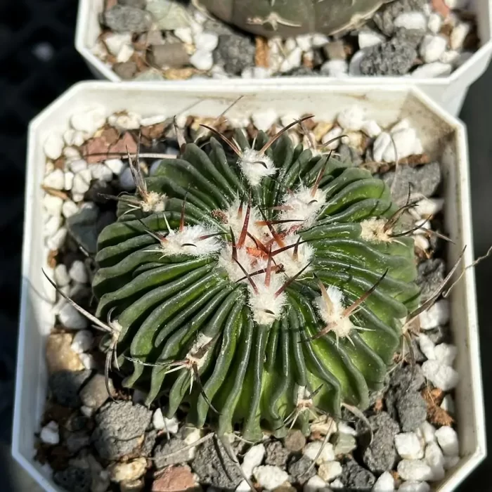 Cactus-Echinofossulo - Image 2