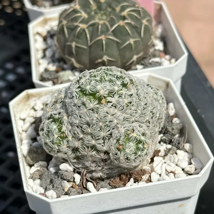 e202-43.webp Cactus-Mammillaria duwei - Image 2
