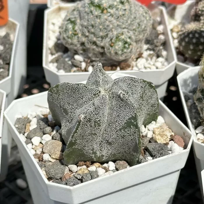 Cactus-Astrophytum myriostigma - Image 2