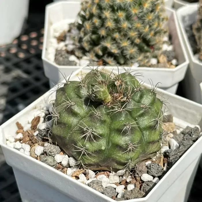 Cactus-Gymnocalycium?anisitsii(K.Schum.) - Image 2