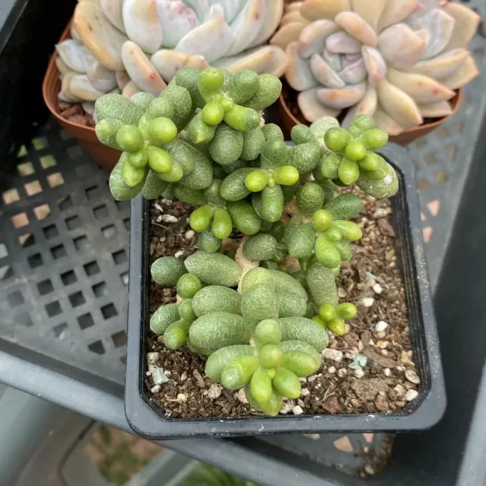 Sedum Hernandezii - Image 2