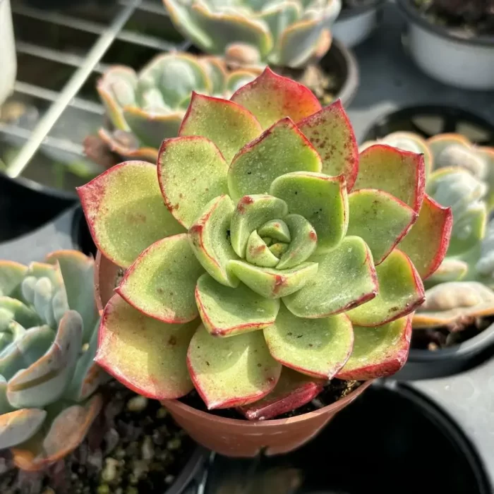 Echeveria Caroline - Image 2