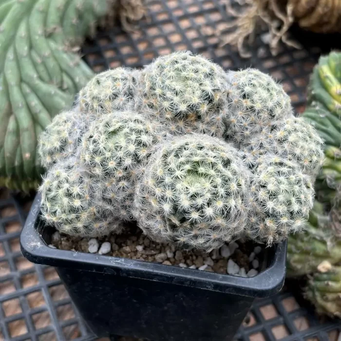 Cactus-Mammillaria schiedeana  clustering - Image 2