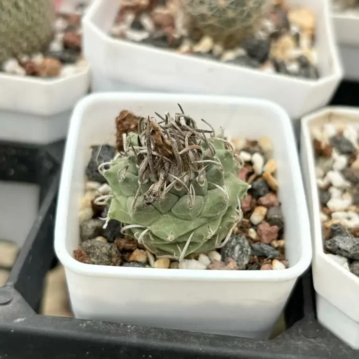 Cactus-Turbinicarpus schmiedickeanus - Image 2