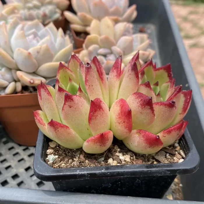 Echeveria Night Double Heads - Image 2