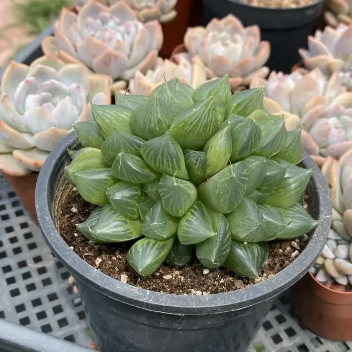 Haworthia "Sansenjyu" (obtusa x comptoniana) Clustering - Image 2