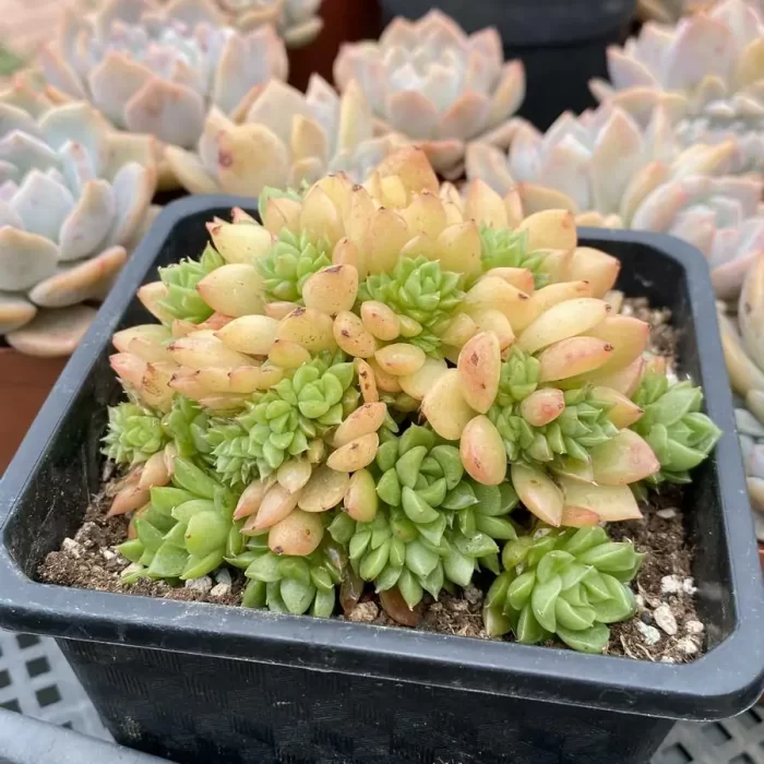 Echeveria Red Wine Cristata - Image 2