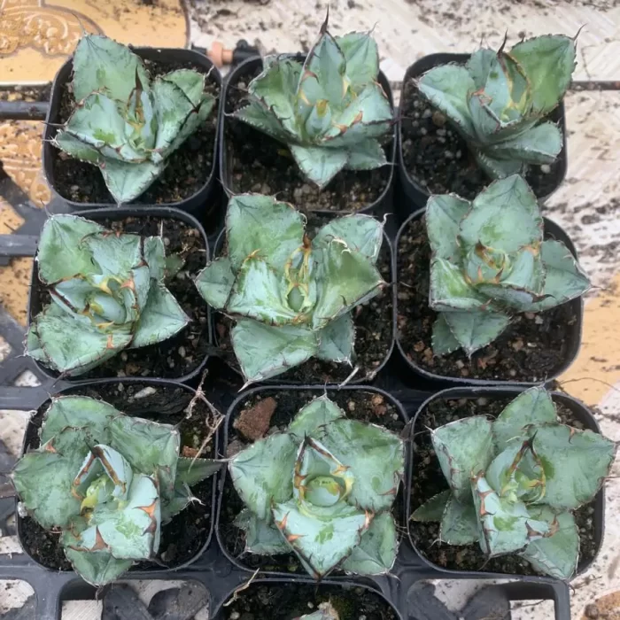 Agave Titanota Blue Whale - Image 1