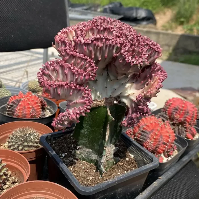 e (1) Cactus-Cereus Opuntia Spring Breeze(Grafted) - Image 1