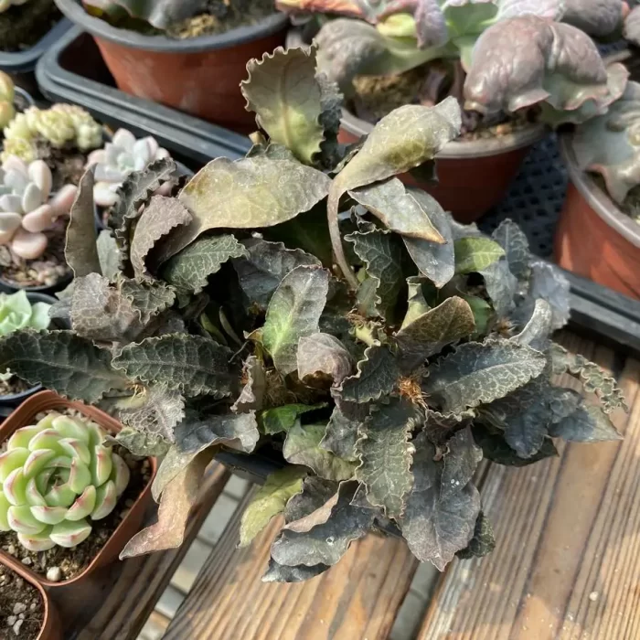 Euphorbia-francoisii - Image 2