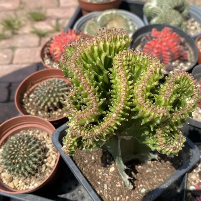 Cactus-Cereus Opuntia Spring Breeze(Grafted) - Image 3