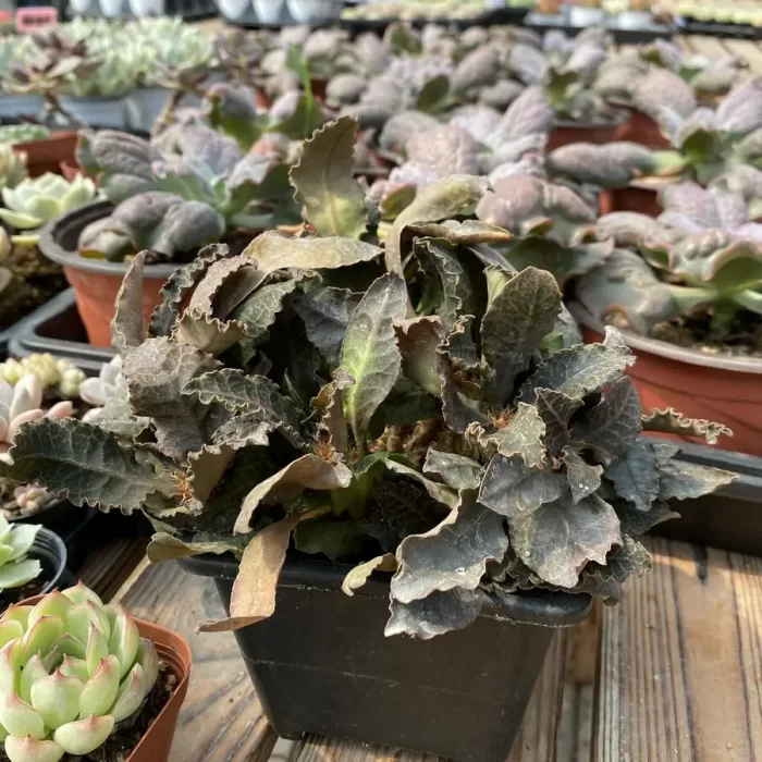 Euphorbia-francoisii - Image 1