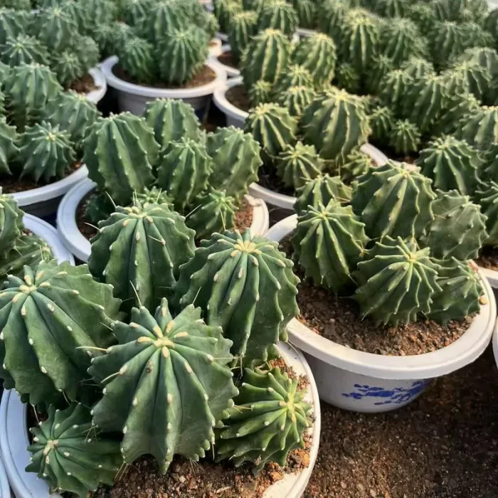 e201-100.webp Cereus FeroCactus-Glaucescens Clustering(8heads) - Image 1