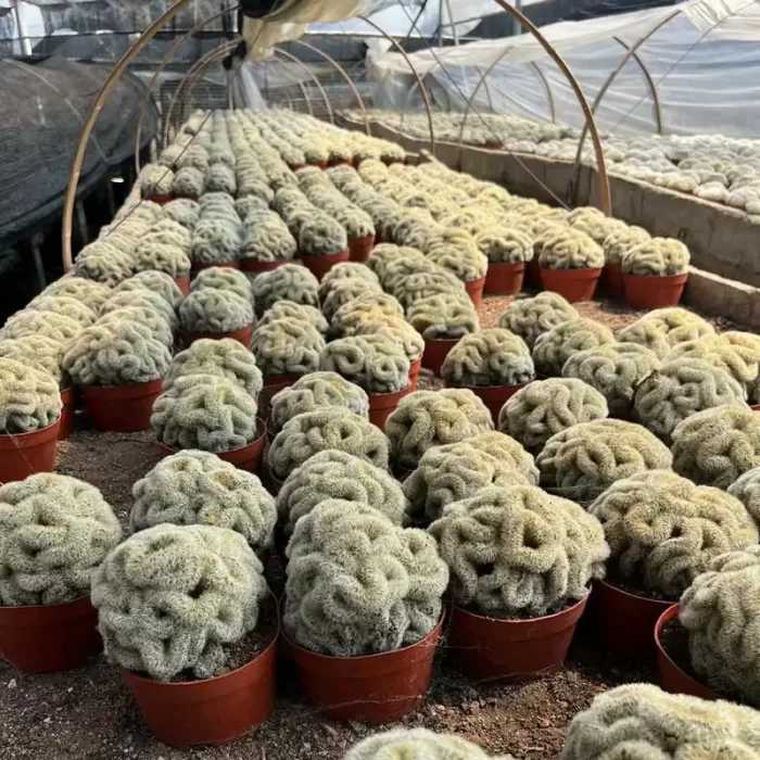 e201-101.webp Cactus-Cereus Mammillaria Carmenae Cristata - Image 1