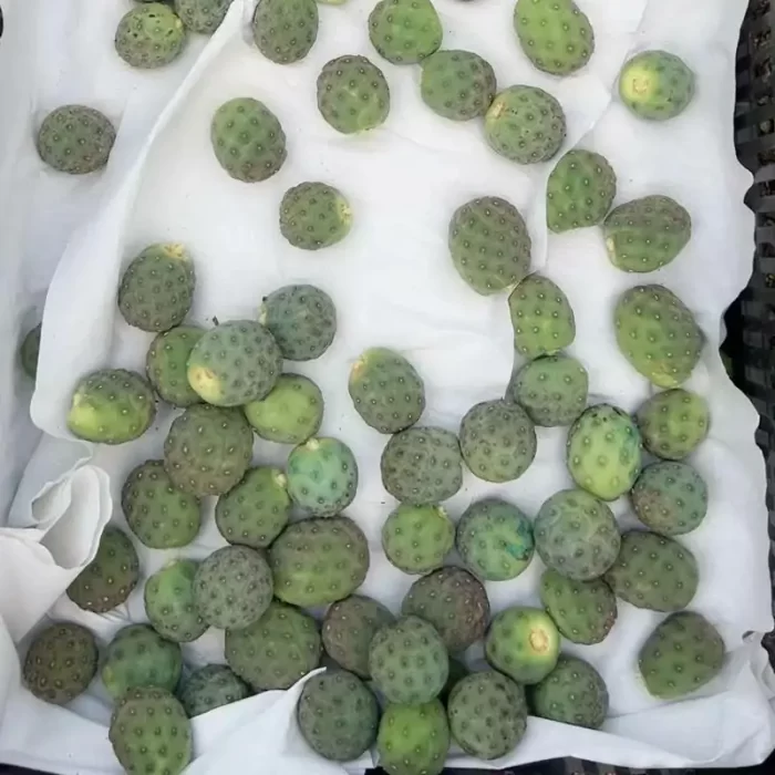 e201-103.webp Cereus TephroCactus-Geometricus(Without root) - Image 1